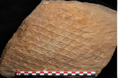 Foto (Detailansicht) von Lepidodendron aculeatum St. (NHMW-GEO-2024-0188-11017)